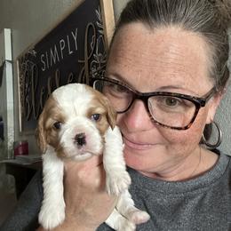 Cavalier King Charles Spaniel Puppies from 5dubs Cavaliers