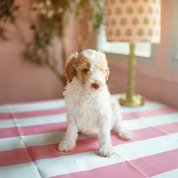 Bayou - Parti male Goldendoodle puppy in Inman, South Carolina from Dark Corner Doodles