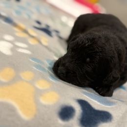 Goldendoodle and Poodle Puppies from Southern Stroll Poodles & Doodles