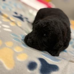 Goldendoodle and Poodle Puppies from Southern Stroll Poodles & Doodles