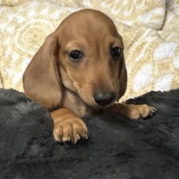 Woody - Red male Dachshund puppy in Moreno Valley, California from DeLorenzo Dachshunds