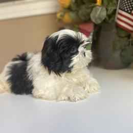 Boy 1 - male Shih Tzu puppy in Troy, Michigan from "Shihtzu Best Friend"