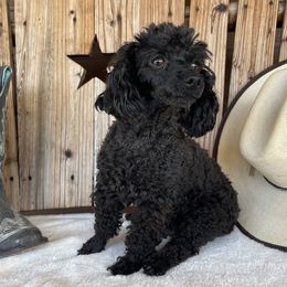 Fergie - Poodle