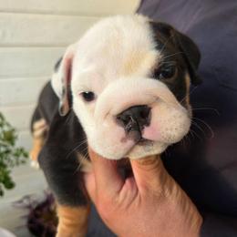Emo Boy - Black tri-color male Bulldog puppy in Perris, California from Ohana_626_kennels
