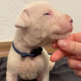 Ezequiel - White male Dogo Argentino puppy in Winter Haven, Florida from El Riachuelo Dogo Argentino