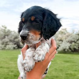 7th Pick Male - Blue belton and tan (tri-color) male Llewellin Setter puppy in Blackfoot, Idaho from Sand Hill Shepherds & Setters