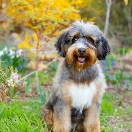 Jazzy - Bernedoodle