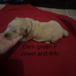 Dark green - Golden female Golden Retriever puppy in Grant, Michigan from Precious Kennel Retrievers