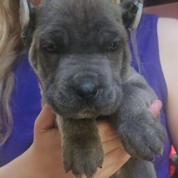 Magenta Collar Female - Gray female Cane Corso puppy in Lewistown, Montana from Corsi Amore Kennels