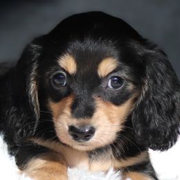 Heidi - Black and cream female Dachshund puppy in Azle, Texas from American Dachshunds