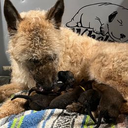 Puppy girl number 1 - Mahogany Belgian Laekenois puppy in Ball Ground, Georgia from COSWALD  BELGIAN  LAEKENOIS