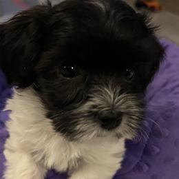 Isabella - Black and white female Havanese puppy in Pima County, Arizona from Havanese of the Sonoran Desert