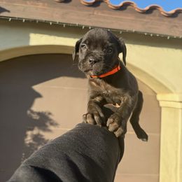 Cane Corso Puppies from ThinLine Cane Corso
