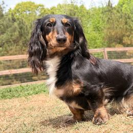 Whisper - Dachshund