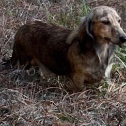 Brûlée - Dachshund