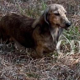 Brûlée - Dachshund