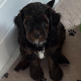 Bernedoodle, Cockapoo, and Goldendoodle Puppies from Avery Doodle Day LLC