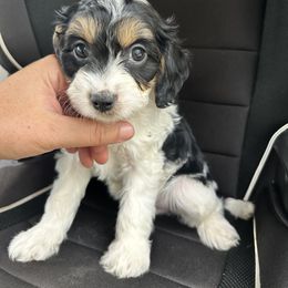 Cavapoo, Cockapoo, Goldendoodle, and Poodle Puppies from Lipscomb Doodles