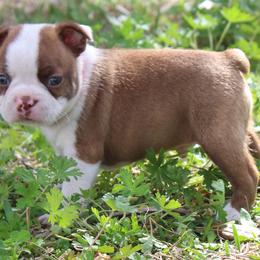 Buck - Red male Boston Terrier puppy in Brooksville, Florida from I Love Pups