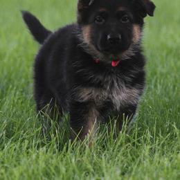 German Shepherd Puppies from Valiant Shepherds