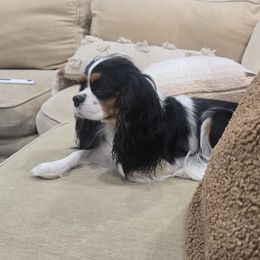 Elsie - Cavalier King Charles Spaniel