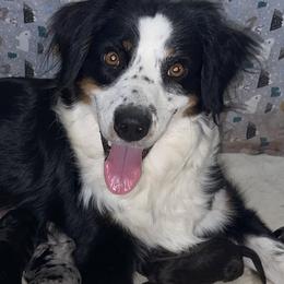 Dora - Australian Shepherd