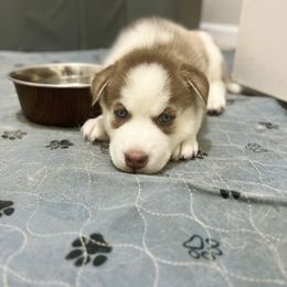 Siberian Husky Puppies from Nova’s Puppy Haven