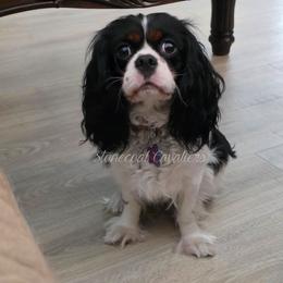 Cavalier King Charles Spaniel Puppies from Stonecoal Cavaliers