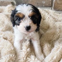 Banjo - Tri-color male Cavapoo puppy in Malad, Idaho from Sunny Hill Puppies