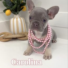 Carolina - Tricolors female French Bulldog puppy in Buford, Georgia from Petite Posh Puppies