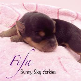 Fifa - Black and tan female Yorkshire Terrier puppy in Minnesota from Sunny Sky Yorkies