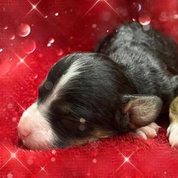 Autumn - Tri-color female Bernedoodle puppy in Atlanta, Georgia from RockaDoodles