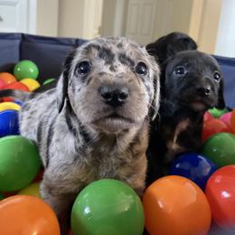 Aussiedoodle and Leopardoodle Puppies from A Puppy Crush