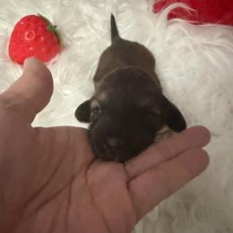 Akc Sisu - Red female Dachshund puppy in Erie, Michigan from Champagne’s Grinch Toe’d Dachshunds