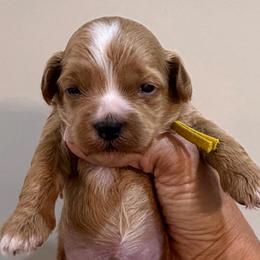 Yellow collar - Male - Apricot male Goldendoodle puppy in Cape Coral, Florida from Nay Nays Mini Doodles