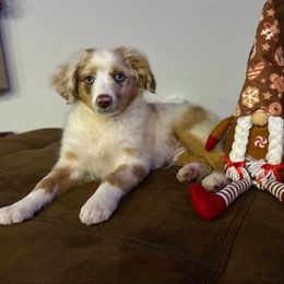 Boy 2 - Red merle male Miniature Australian Shepherd puppy in Edgar Springs, Missouri from Scott’s Aussies LLC