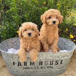 Aussiedoodle, Bernedoodle, Goldendoodle, and Poodle All Grown Up from Loula's Poodles and Doodles
