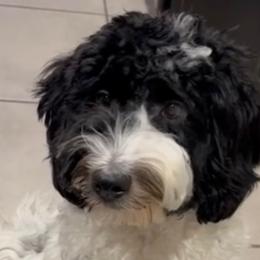 Oreo - Labradoodle