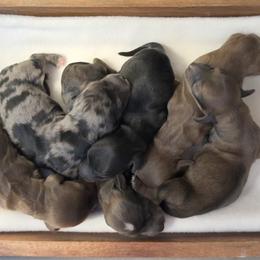 Dachshund puppies from Juniper Ridge Dachshunds