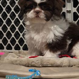 Boy Five - Liver and white male Shih Tzu puppy in New Bern, North Carolina from Kuddly Creatures