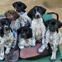 German Shorthaired Pointer puppies from Fabulous Flying Pointers