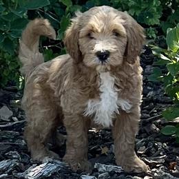 White Male - Apricot male Goldendoodle puppy in Great Falls, Montana from Montana Goldendoodles
