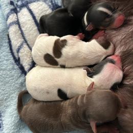 Girl 1 - Parti female Yorkshire Terrier puppy in Virginia Beach, Virginia from Mary's Precious Yorkies