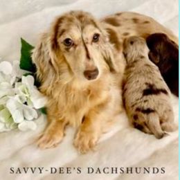 Sprinkles - Dachshund