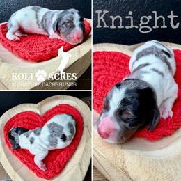 Knight - AKC - Black and tan male Dachshund puppy in Kemp, Texas from Koli Acres