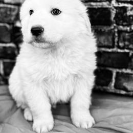 Blue Boy - White male Great Pyrenees puppy in Elfrida, Arizona from Outlaw Acres Farm & Kennels