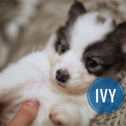 Pomsky Puppies from New Gaia Pomsky