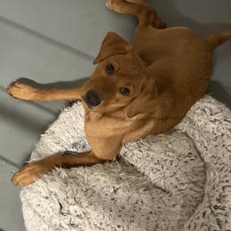 Stella - Yellow female Labrador Retriever puppy in Menomonee Falls, Wisconsin from Steppinstone Dog Training and Labradors/BC’s