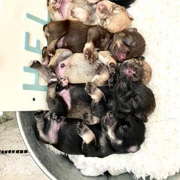 Miniature Schnauzer Puppies from Schnauzers on Robinson Lane