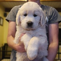 Red Collar Boy - Light golden male Golden Retriever puppy in Gunnison, Utah from The Golden Virtues